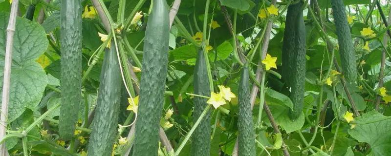 黄瓜节节有瓜如何留瓜