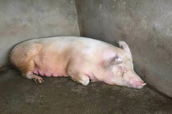 母猪气喘不进食如何处理