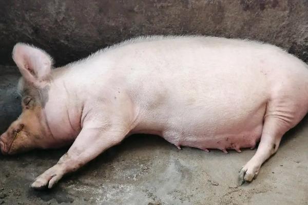 母猪气喘不进食如何处理