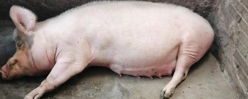 猪不吃食没精神躺着怎么办