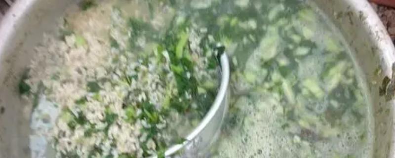 给猪拌料温水还是凉水