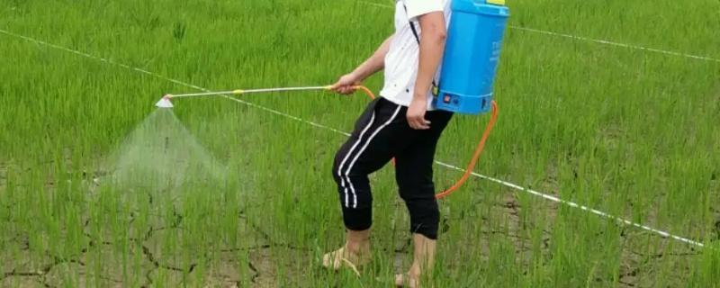 水稻苗后除草剂有哪些