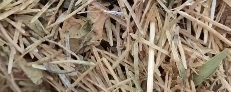 油菜壳可以喂牛吗