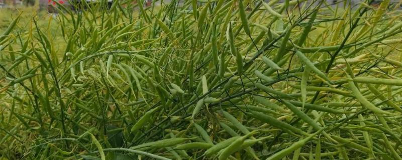 油菜籽几月份成熟