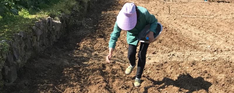 种油菜怎样撒种子