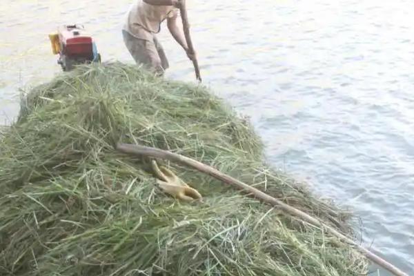 草鱼养一年能长多少斤