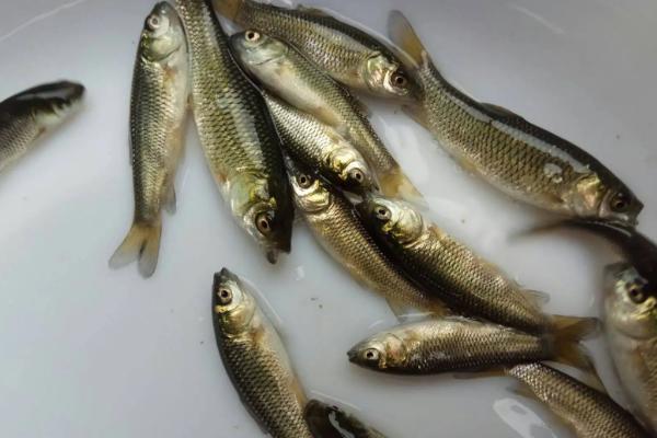 一亩池塘能投放多少草鱼水花苗