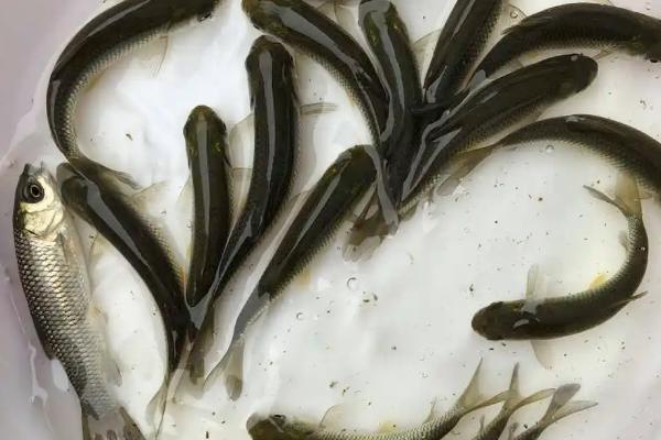 一亩池塘能投放多少草鱼水花苗