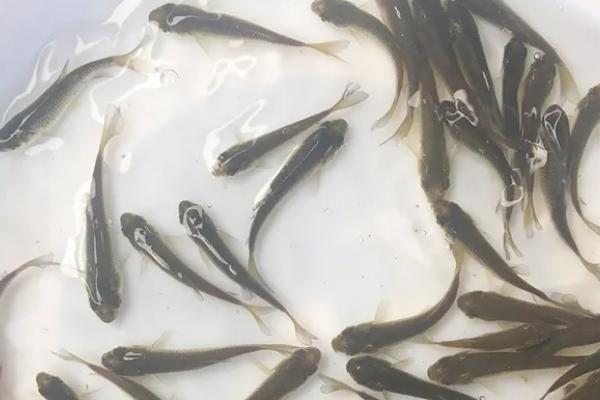 一亩池塘能投放多少草鱼水花苗