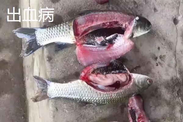 草鱼的四大疾病和防治方法