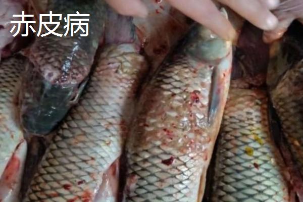 草鱼的四大疾病和防治方法