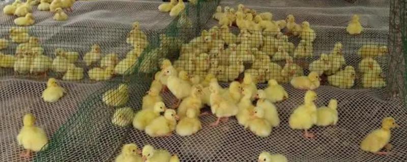 鹅苗啄毛怎么治