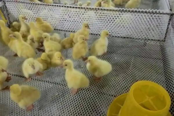 鹅苗喂水间隔时间