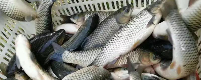 淡水鱼品种有哪些