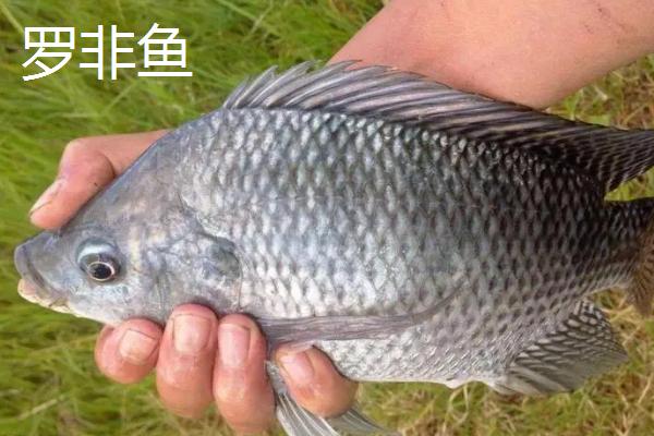 淡水鱼有哪些