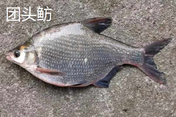 淡水鱼有哪些