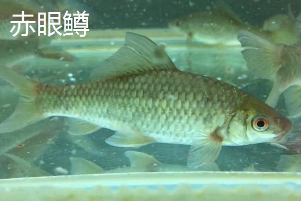 淡水鱼有哪些