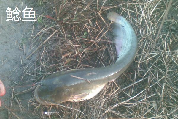 淡水鱼有哪些
