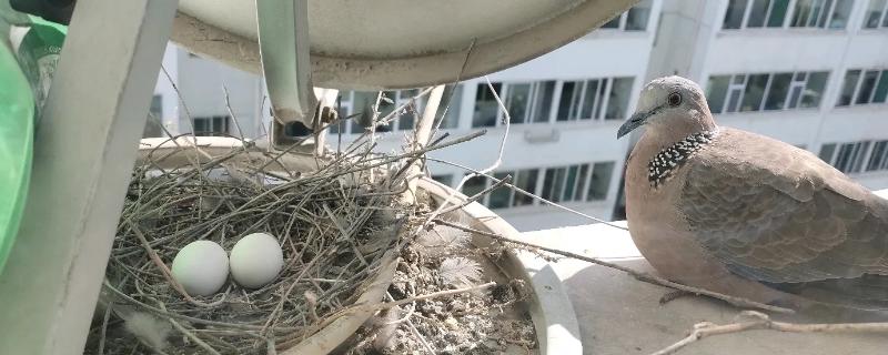 斑鸠一次下几个蛋