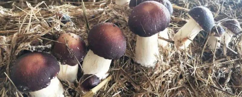 赤松茸种植条件