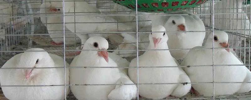 鸽子和鸡能杂交吗