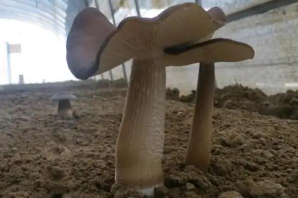 采收长根菇的标准