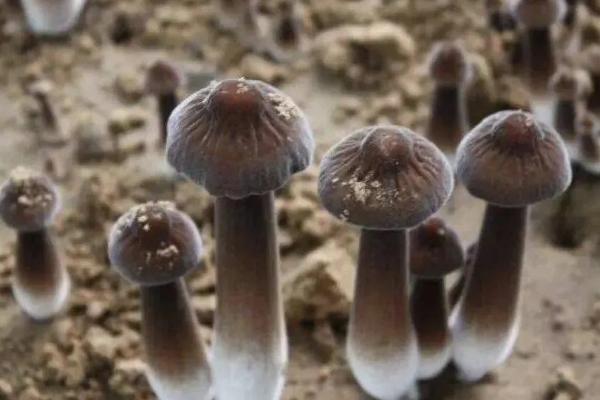 采收长根菇的标准