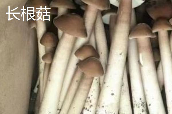 采收长根菇的标准