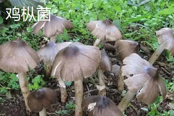 采收长根菇的标准