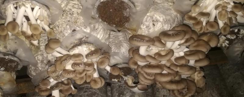 袖珍菇生长环境