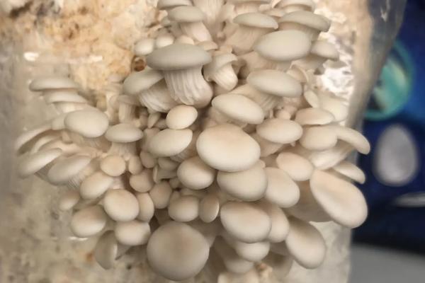袖珍菇的生长条件
