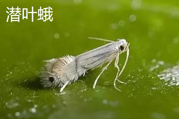 潜叶蛾与潜叶蝇有什么区别