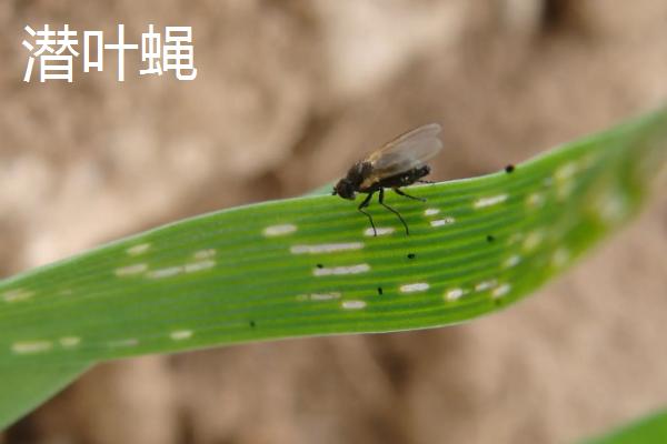 潜叶蛾与潜叶蝇有什么区别