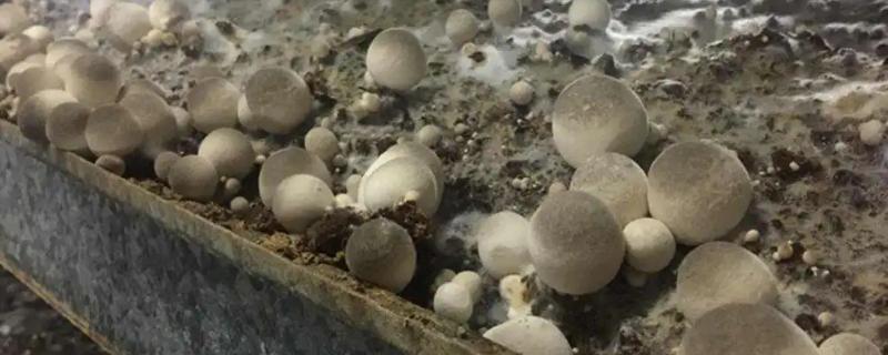 没有病害的草菇菇蕾死亡的原因有哪些