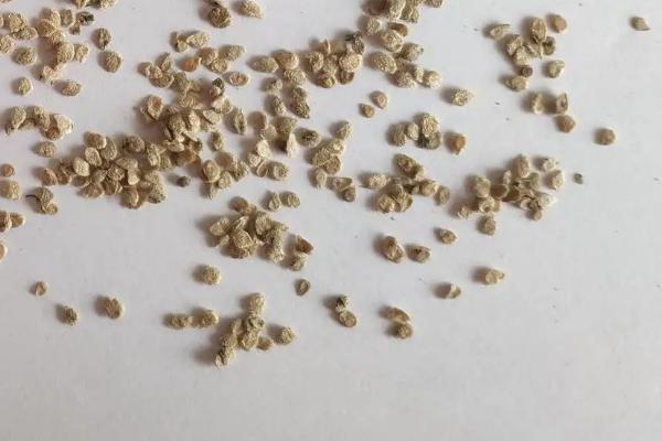 千禧果的亩产量
