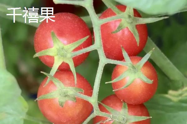 千禧果的亩产量