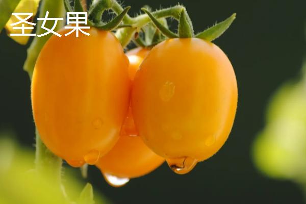千禧果的亩产量