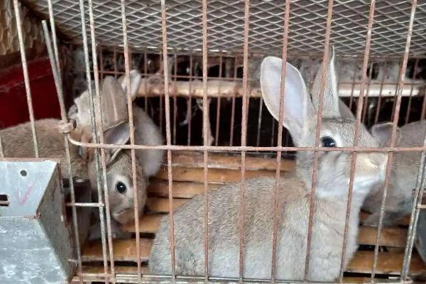 如何饲养野兔子才不会死