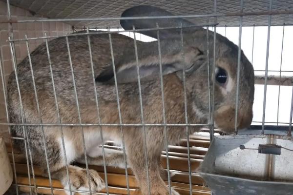 如何饲养野兔子才不会死