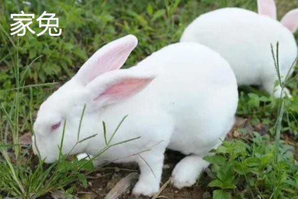 如何饲养野兔子才不会死