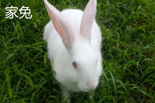 如何饲养野兔子才不会死