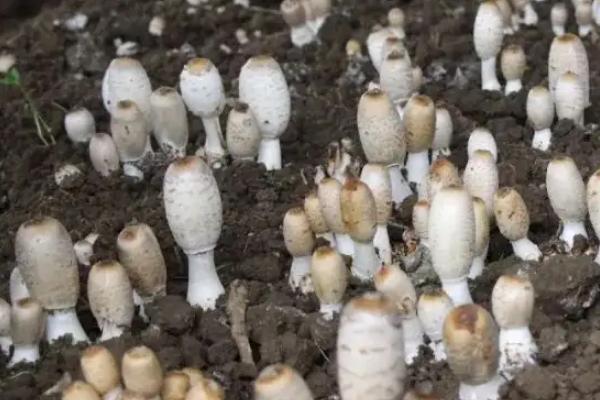 鸡腿菇能不能越冬