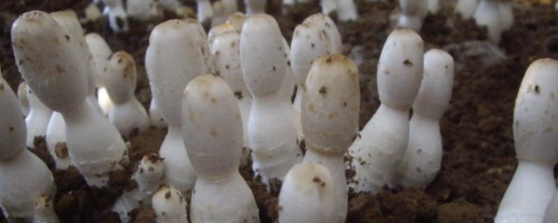 鸡腿菇种植难点