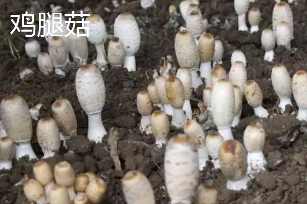 种植鸡腿菇有哪些难点