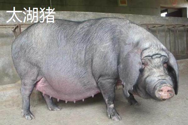 黑猪的品种