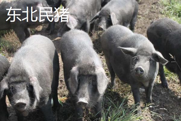 黑猪的品种