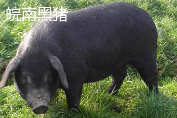 黑猪的品种