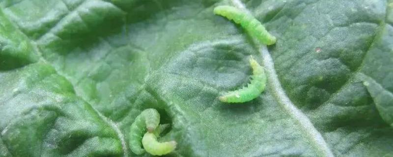 菜青虫冬天去了哪里
