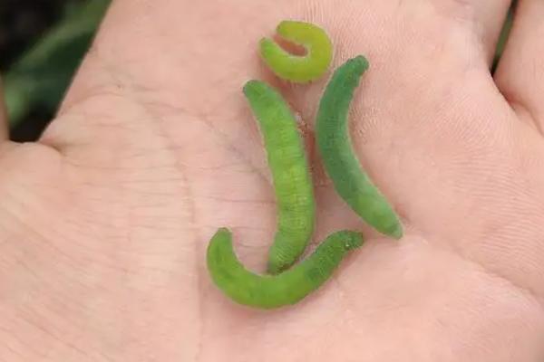 菜青虫冬季在哪