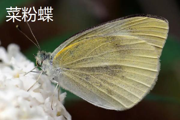 菜青虫冬季在哪